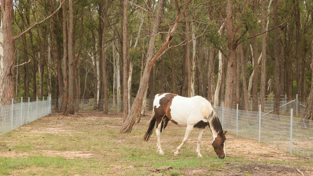 Janisa | Horse and Dog Friendly Stay