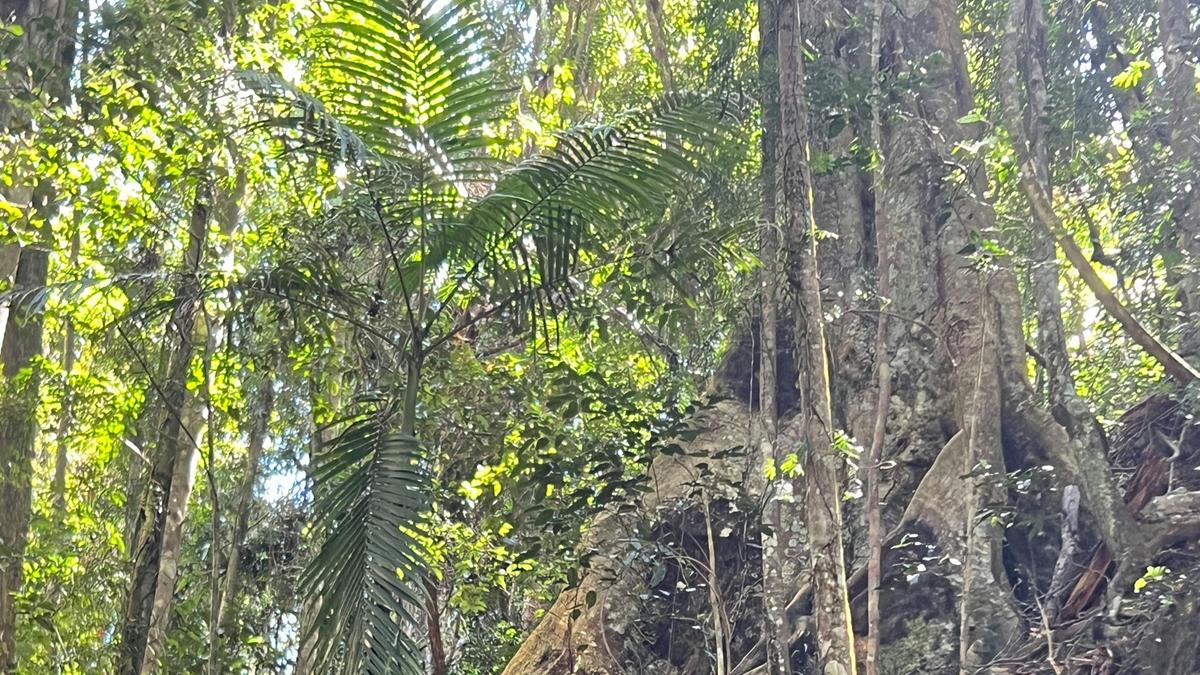 Kinabalu Farm