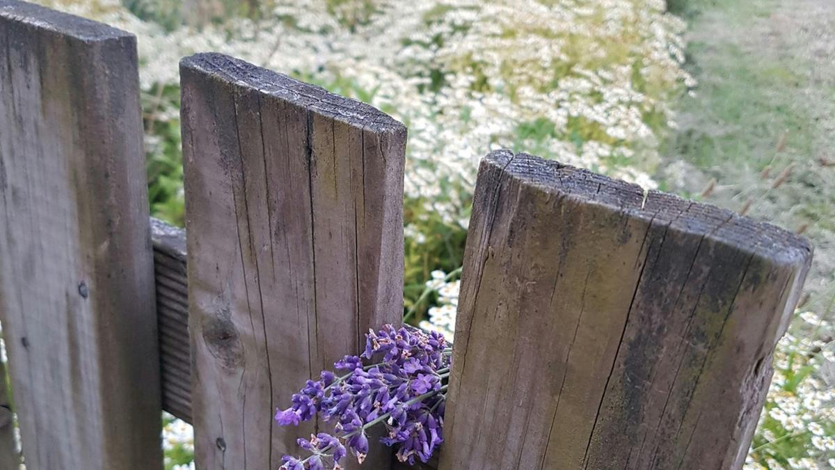 Maryvale Lavender Farm