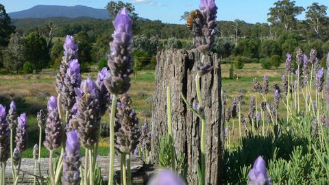 Maryvale Lavender Farm