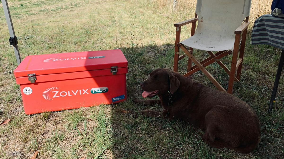 Peppermint Flat Glamping