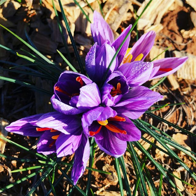 Argyle Australian Saffron