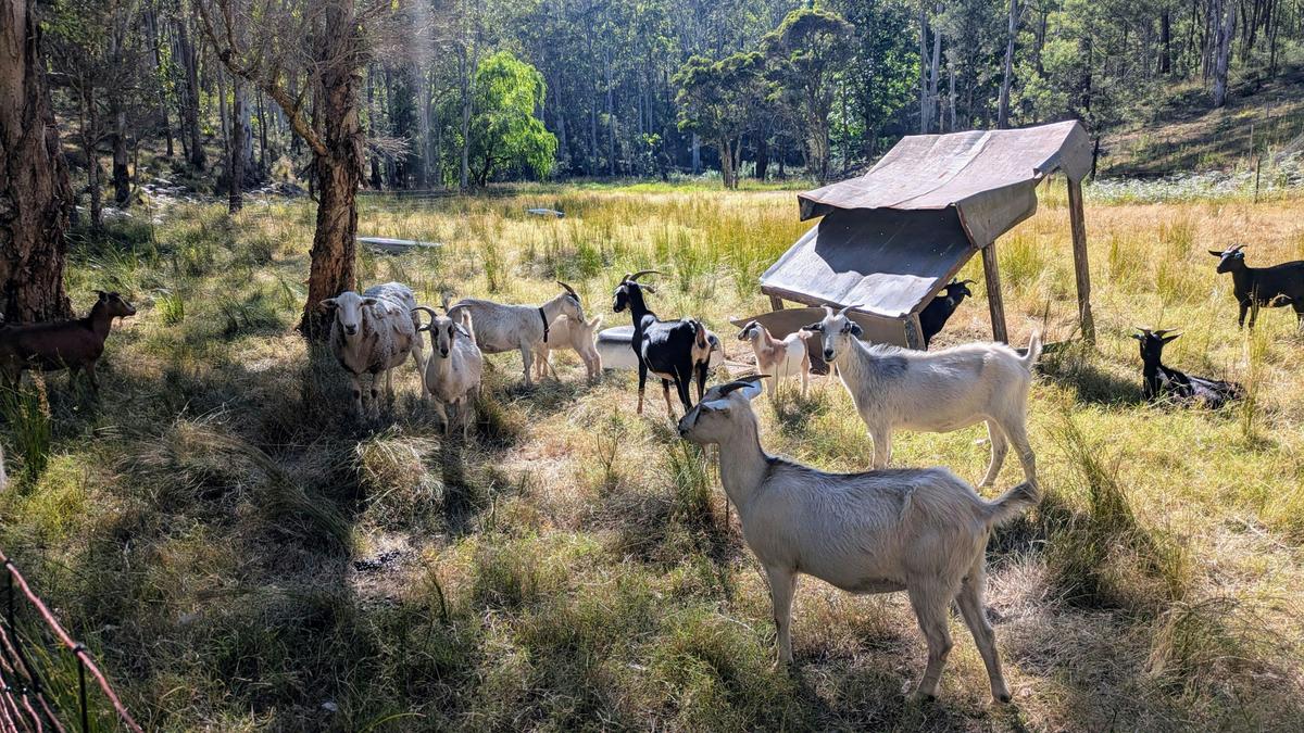 Wollombi Valley Bushland Farm