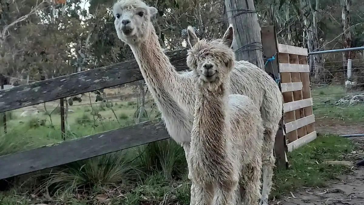Snowgum Camp Farmstay Safari Tent's