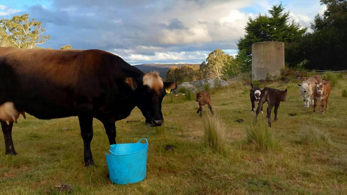 Snowgum Camp Farmstay Safari Tent's