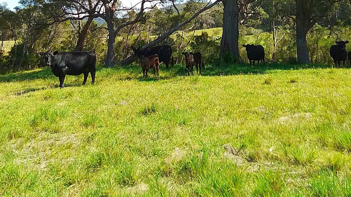 The Wandy Donkey Camp