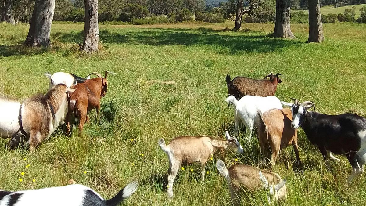 The Wandy Donkey Camp