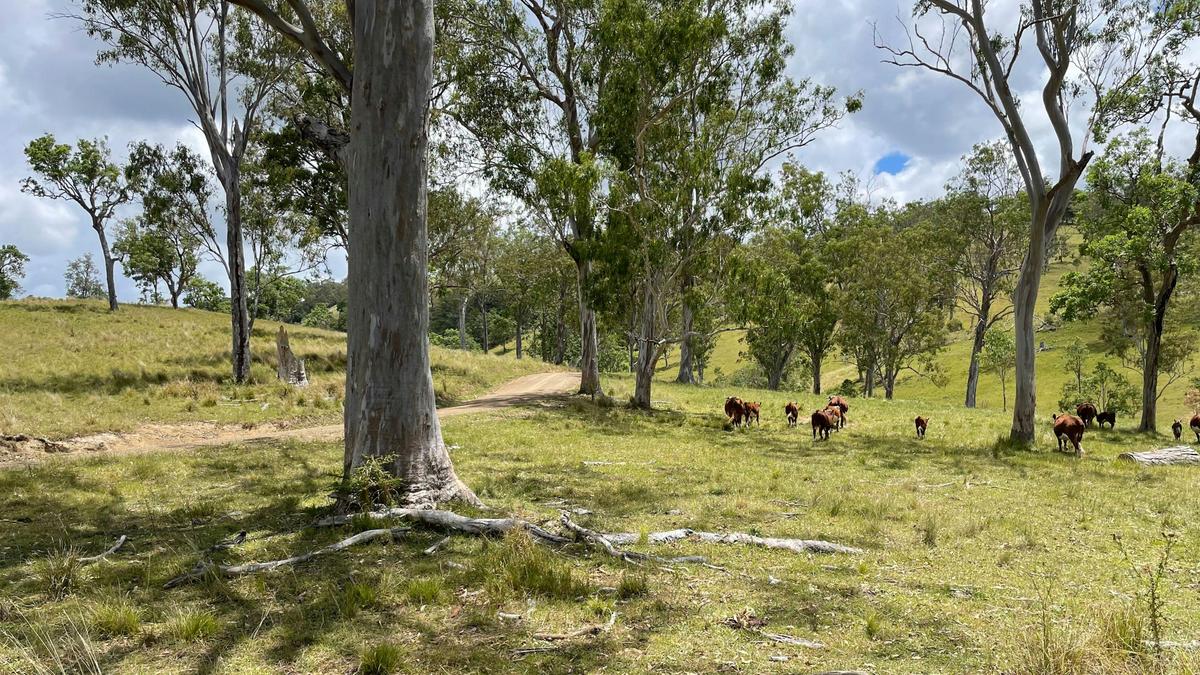 Wongabindi