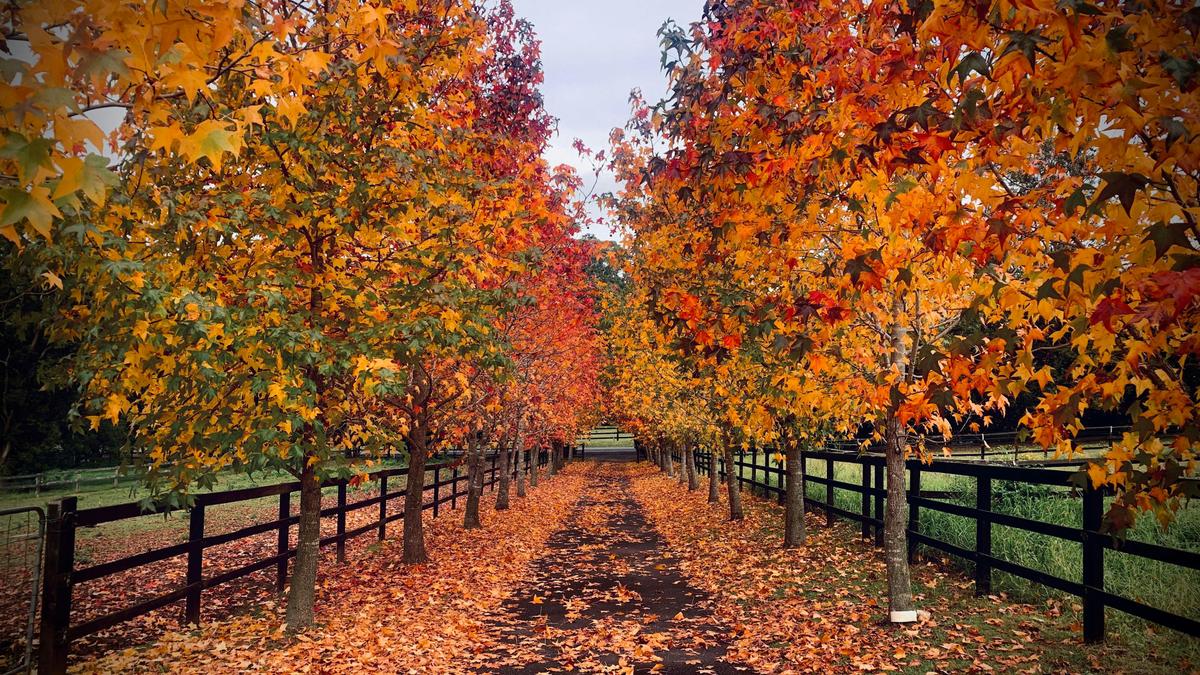Yarramalong Valley Horse Farmstay