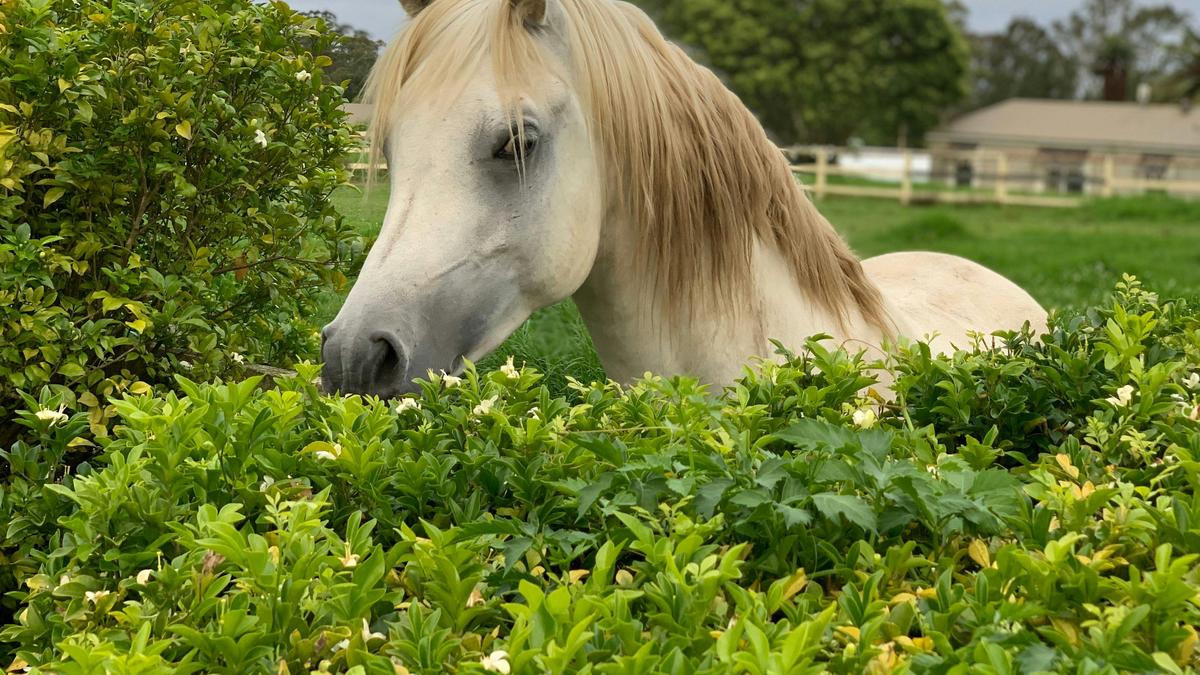 Yarramalong Valley Horse Farmstay