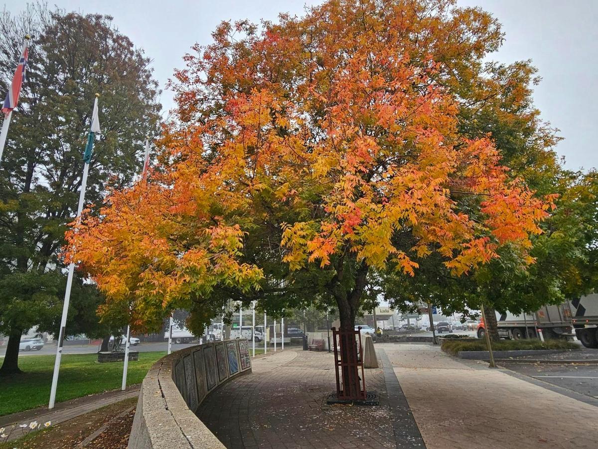 Autumn Colours