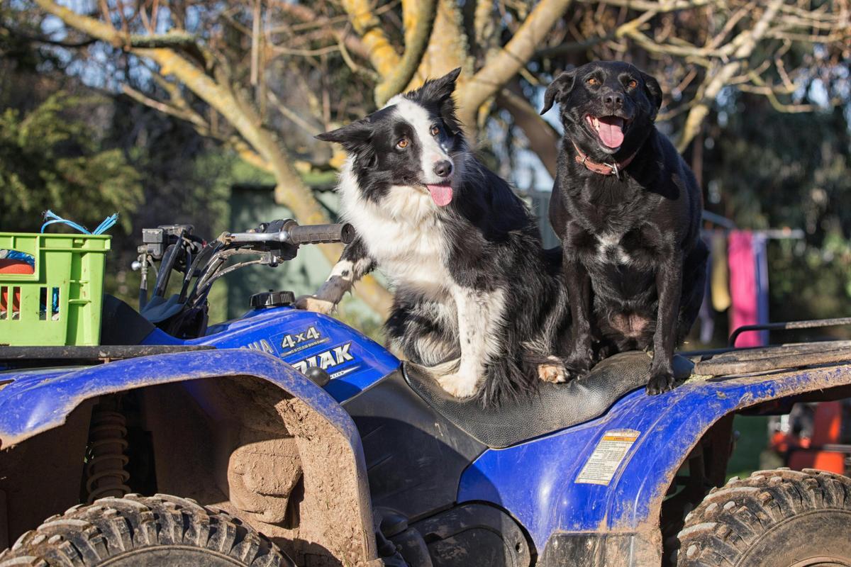 Loving a free ride
