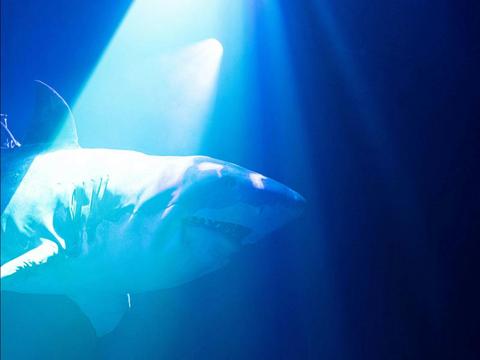 Erth’s Shark Dive: The Experience