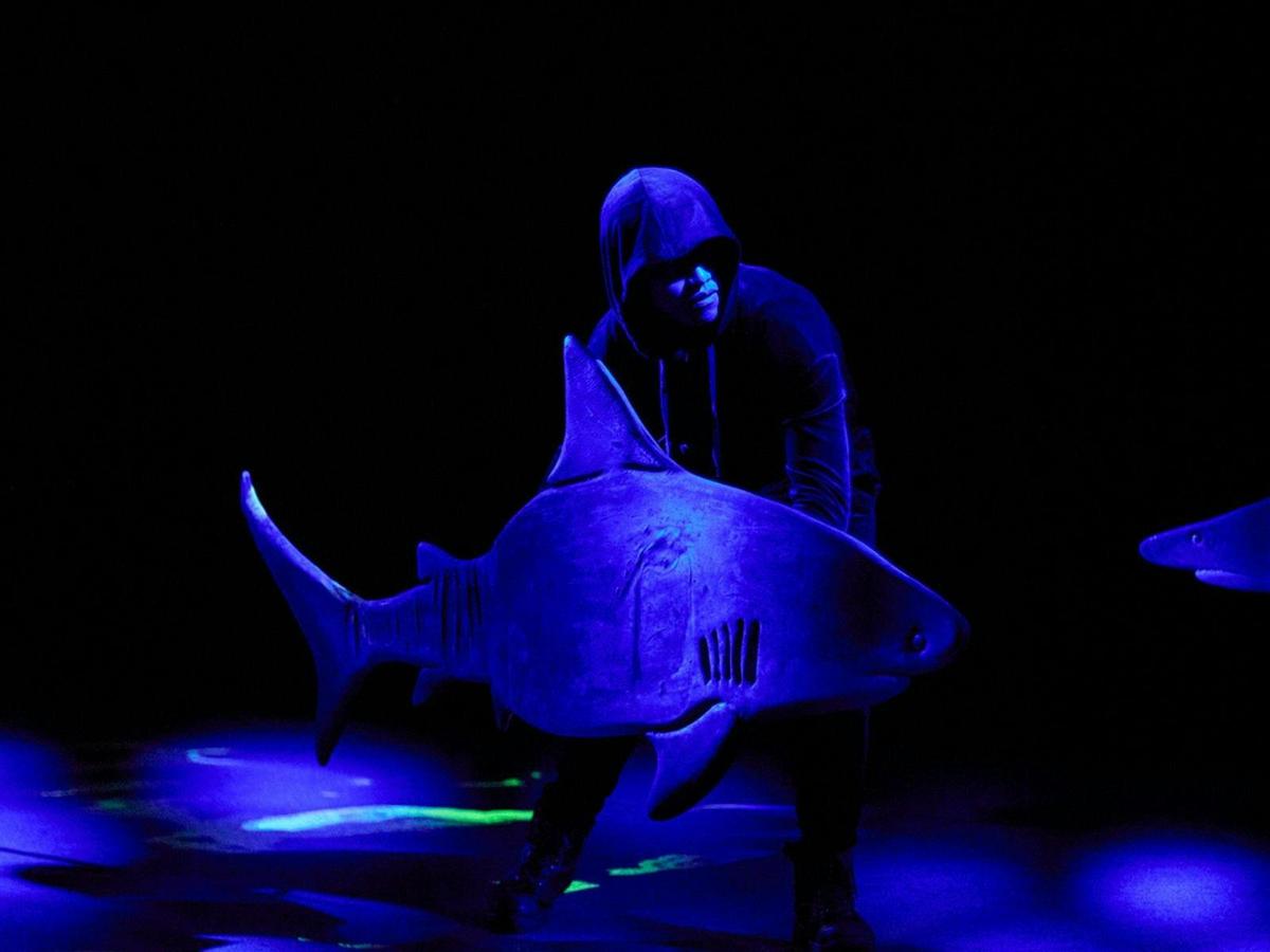 Erth’s Shark Dive: The Experience