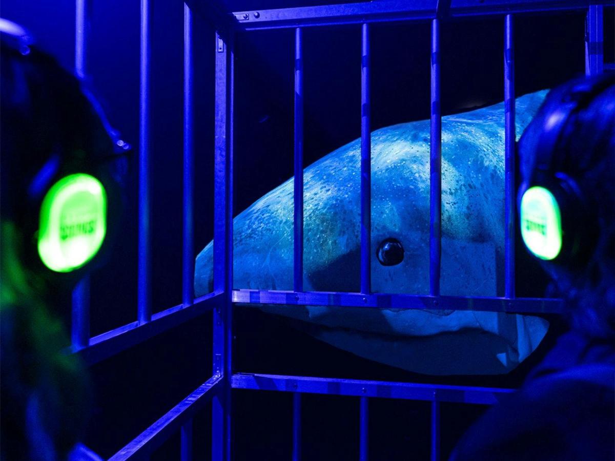 Erth’s Shark Dive: The Experience