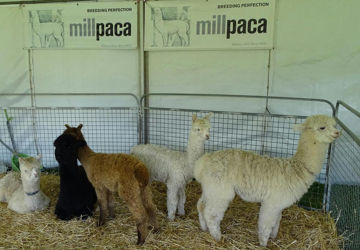 Major Sponsor Millpaca Alpacas