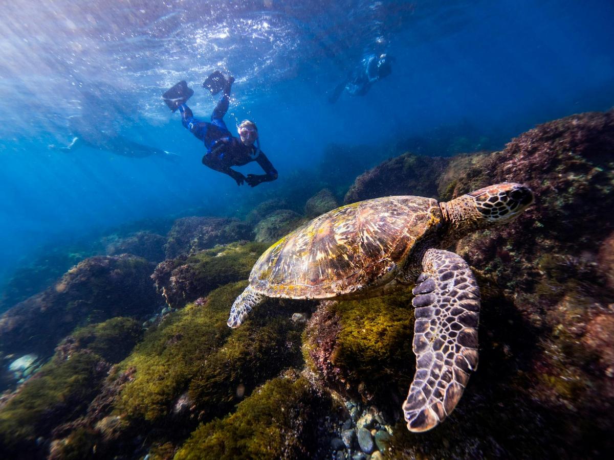 Diving with turtles in NSW