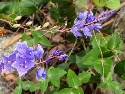 Mount Imlay National Park
