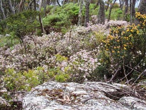Mount Imlay National Park