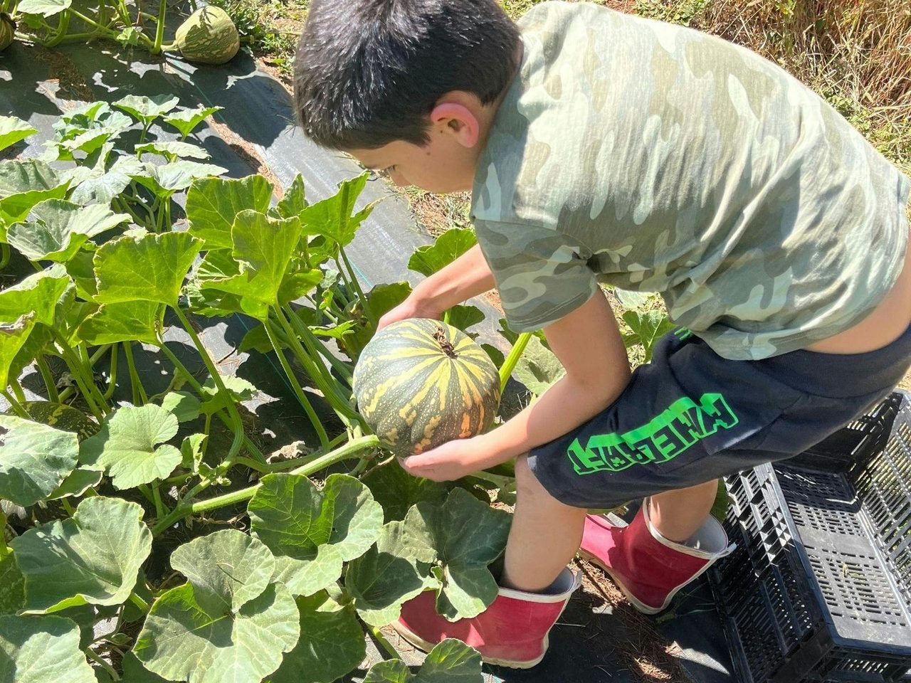 Martelli Orchards