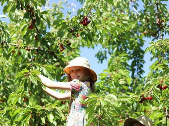Martelli Orchards Fresh Produce Farm