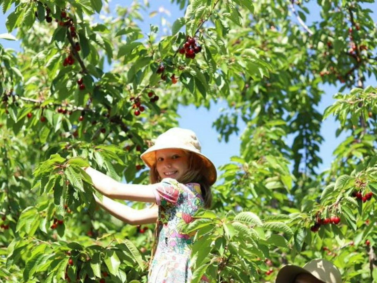 Live picking Cherries