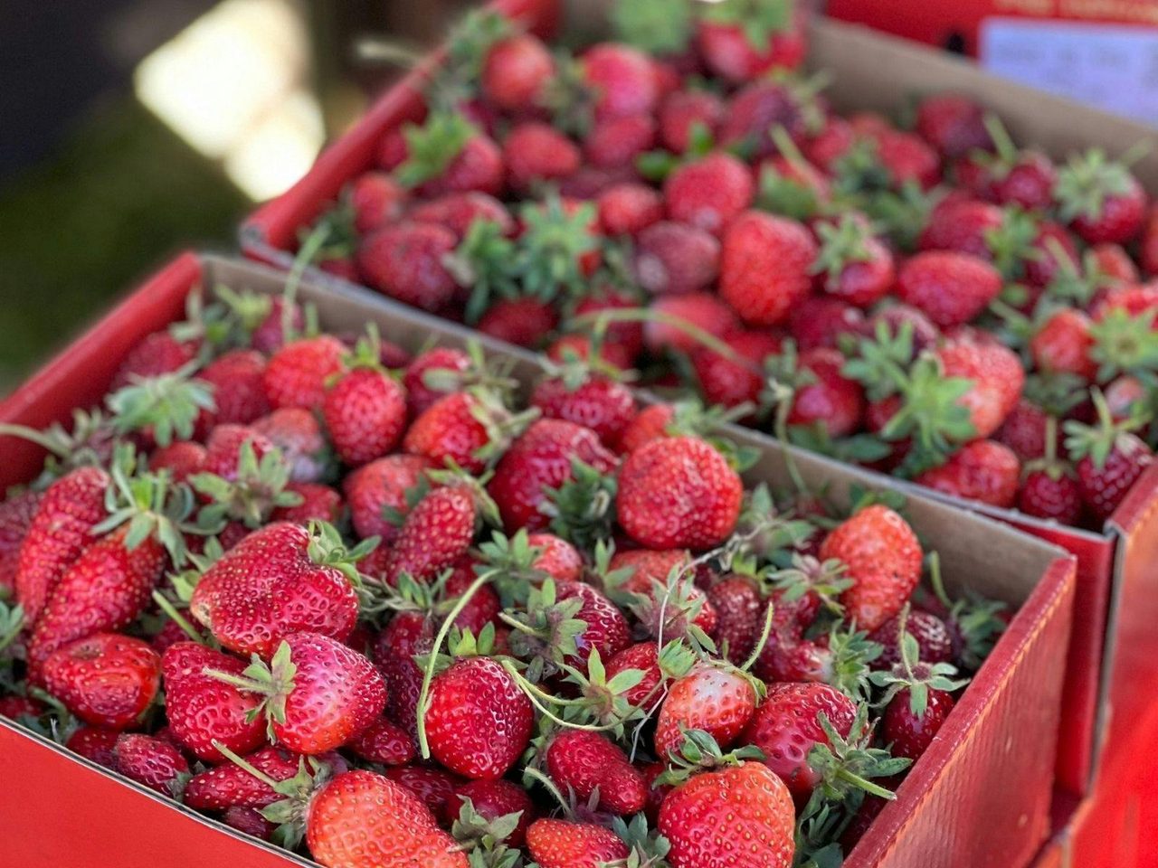 Martelli Orchards