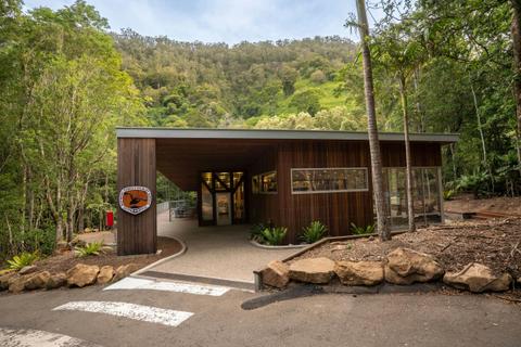 Minnamurra Rainforest by torchlight