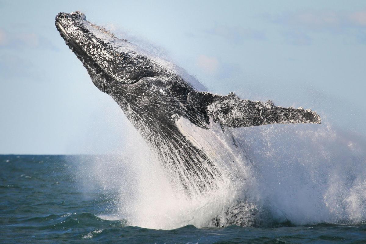 Whale Jumping