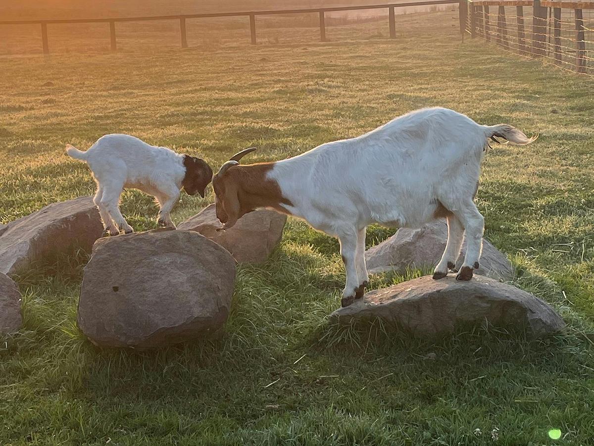 Mollies Farm Goats