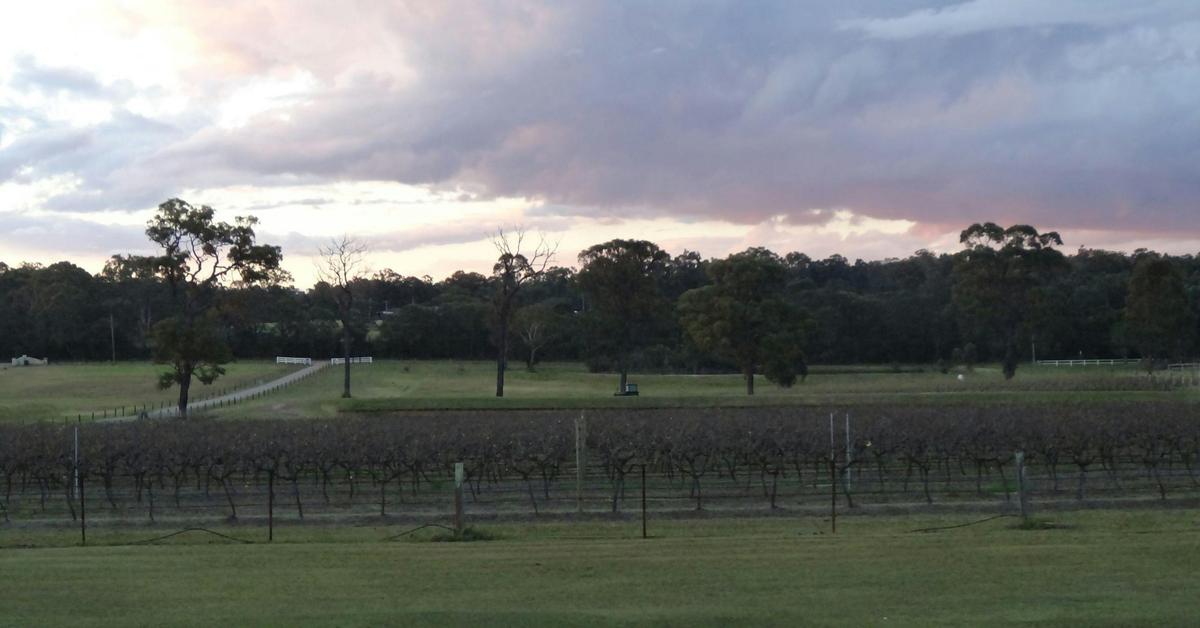 View of vineyard