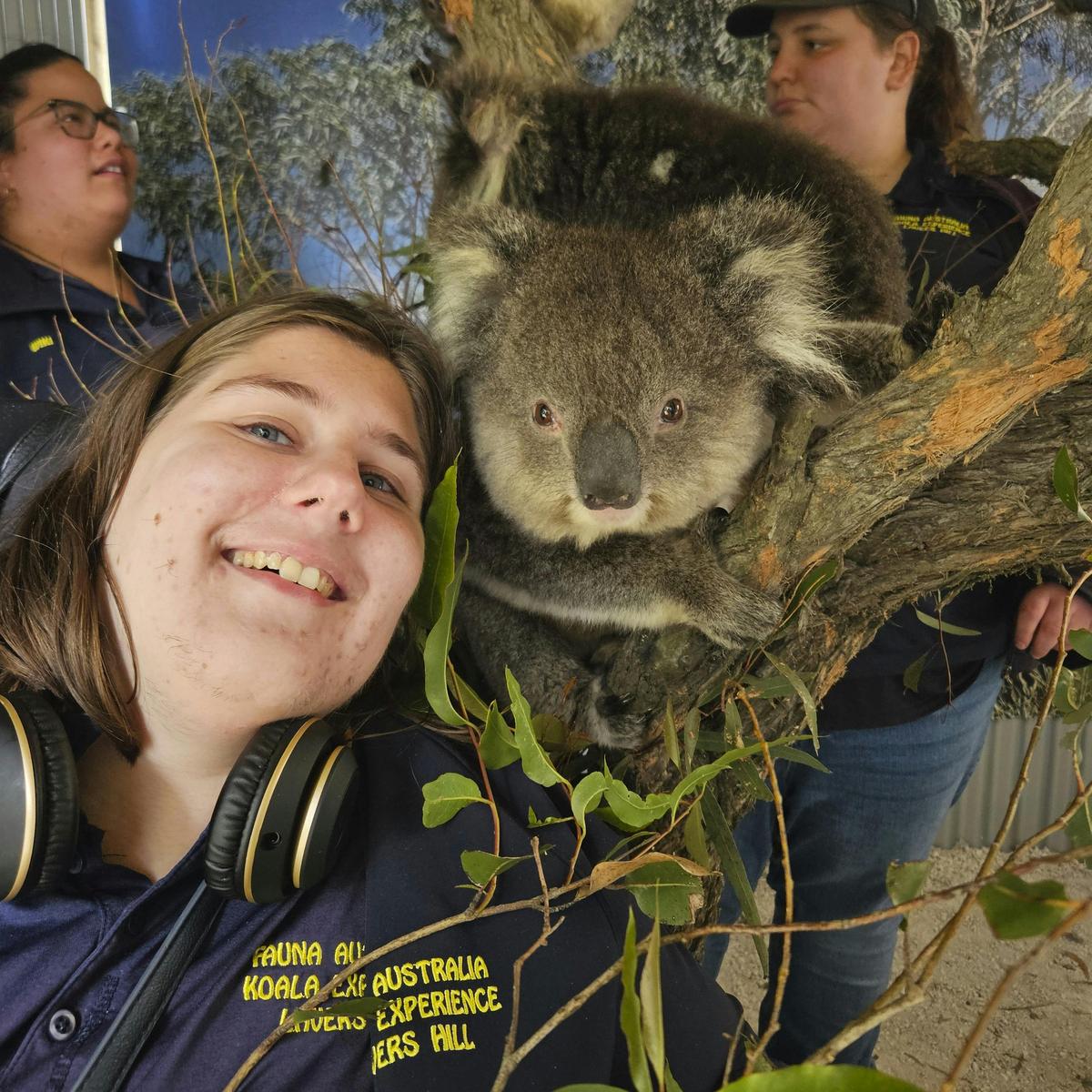 Fauna Australia Koala Experience and Accommodation