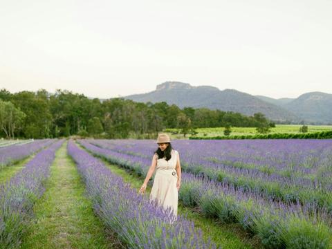 Hunter Lavender Farm