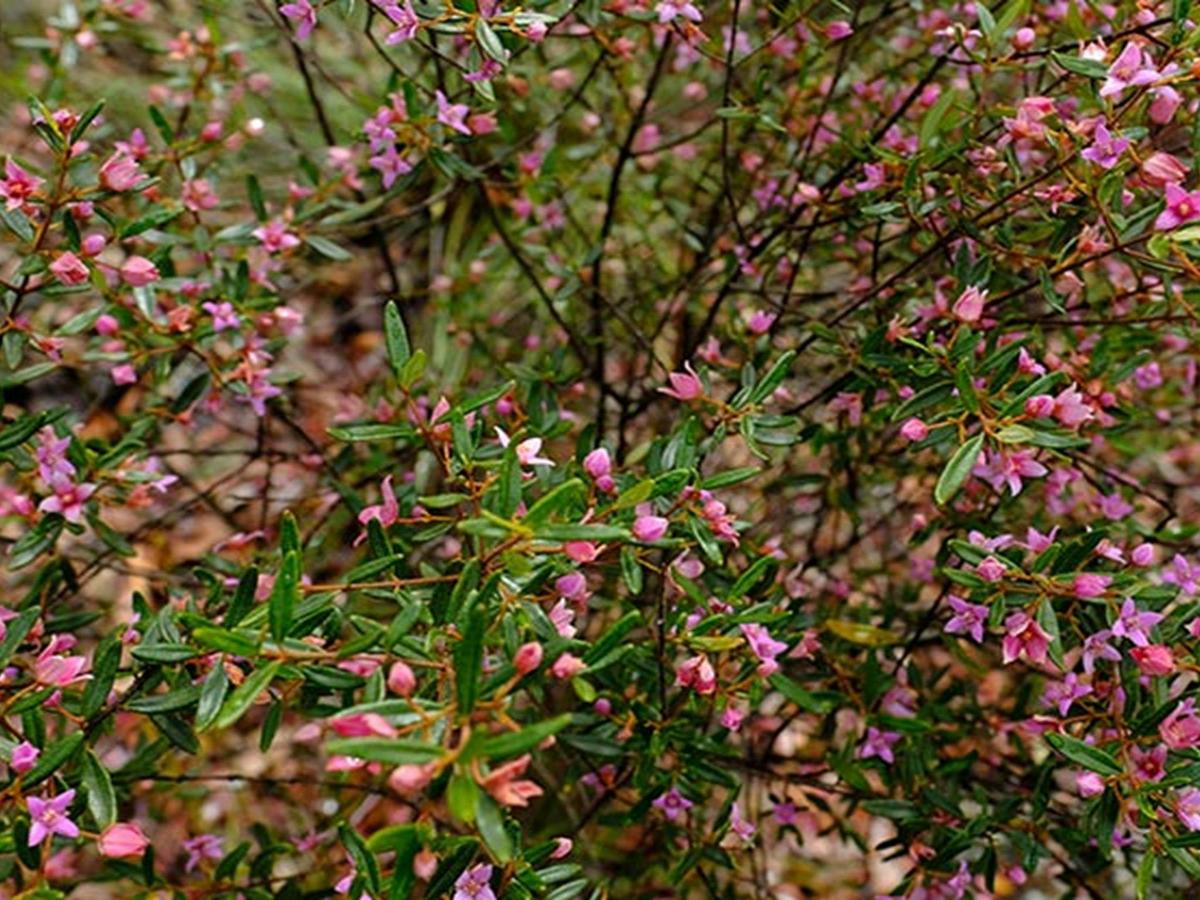 Muogamarra Nature Reserve