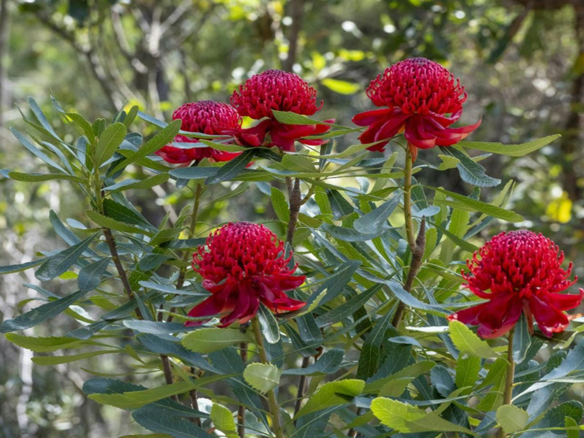 Muogamarra Nature Reserve