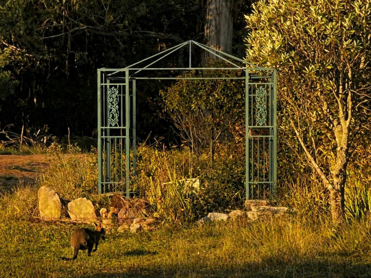 Wallaby at dusk beside the garden arbour at Widden Brook Farm