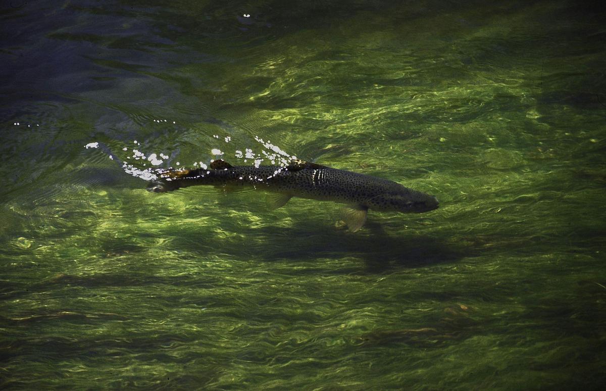 fly fishing for trout in Kosciuszko National Park