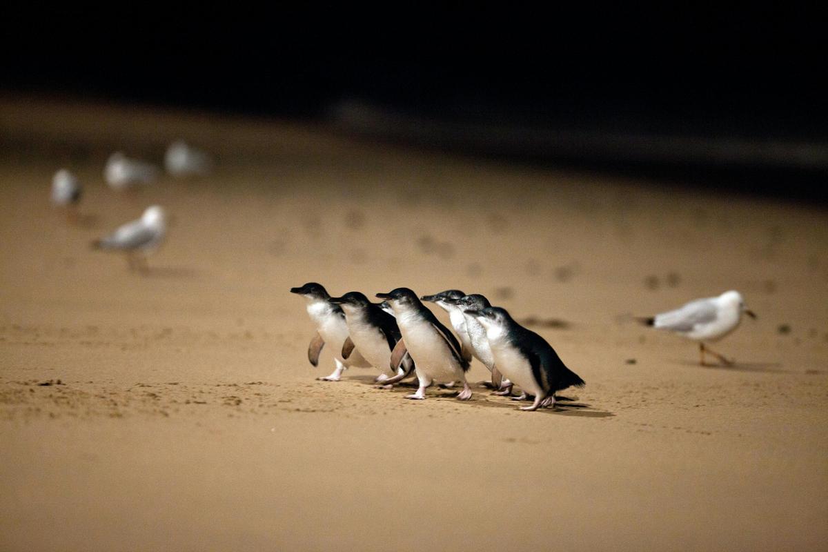 One Day Phillip Island and Penguins General Viewing