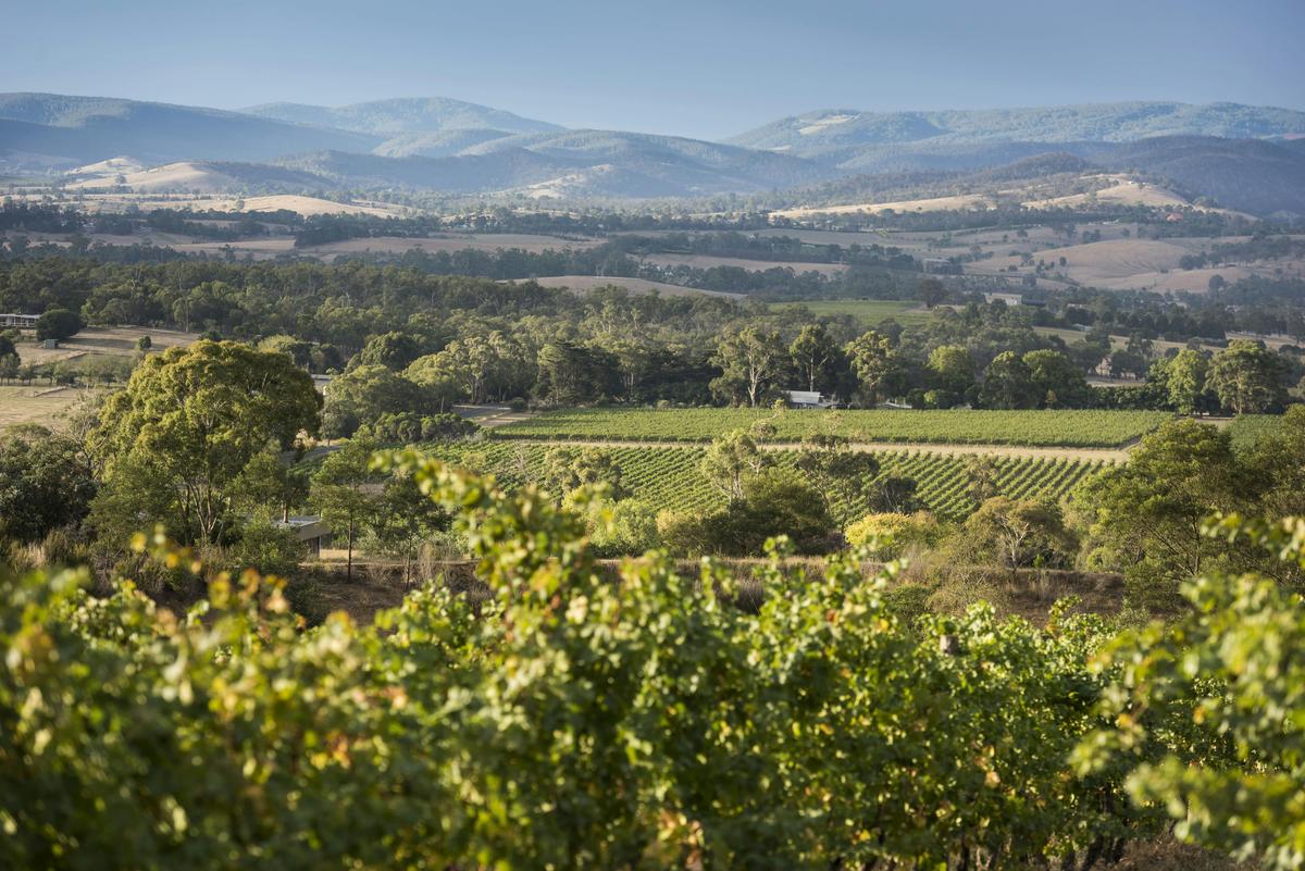 One Day Yarra Valley Wine Bubbles and Kangaroos Tour