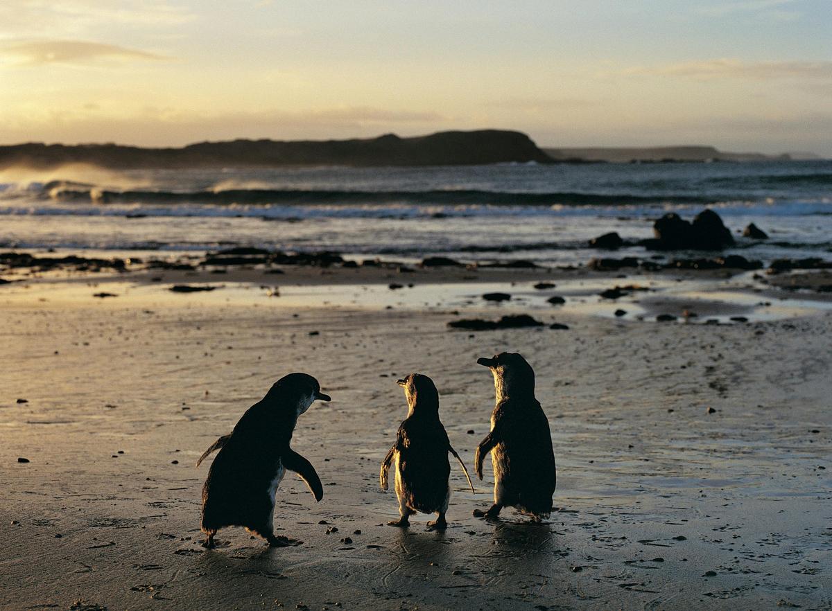 One Day Phillip Island and Penguins General Viewing