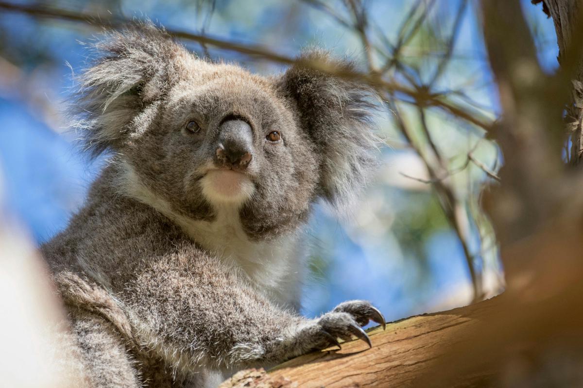 Phillip Islands diverse wildlife