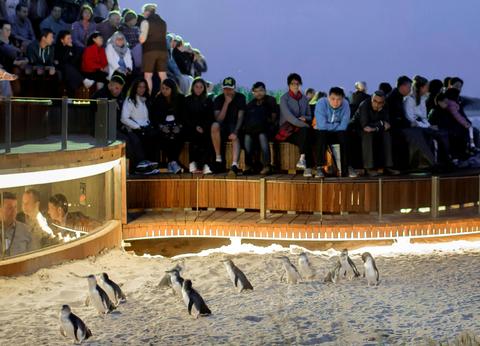 One Day Phillip Island and Penguins General Viewing