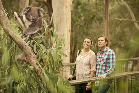 One Day Phillip Island and Penguins General Viewing