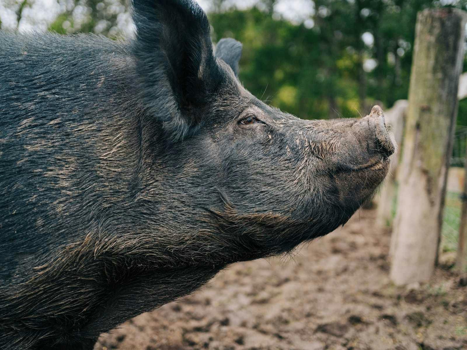 One of Moo to Ewe's beloved Residents, Ivy, captured mid-sniff on a peaceful afternoon.