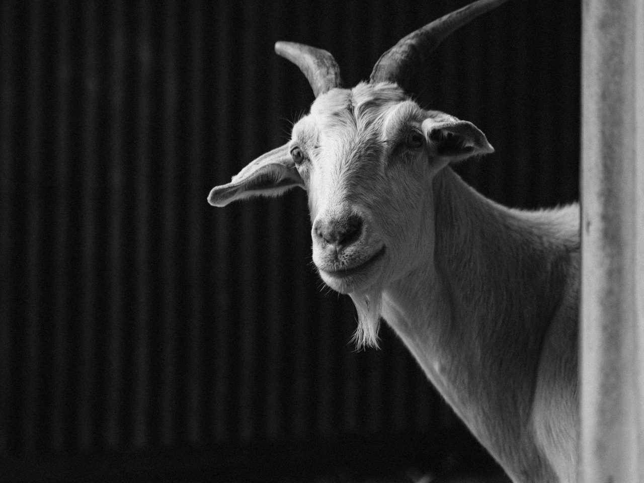 Rescued from the side of the road, nursed back to health, Lizzie has an inspiring story to tell.