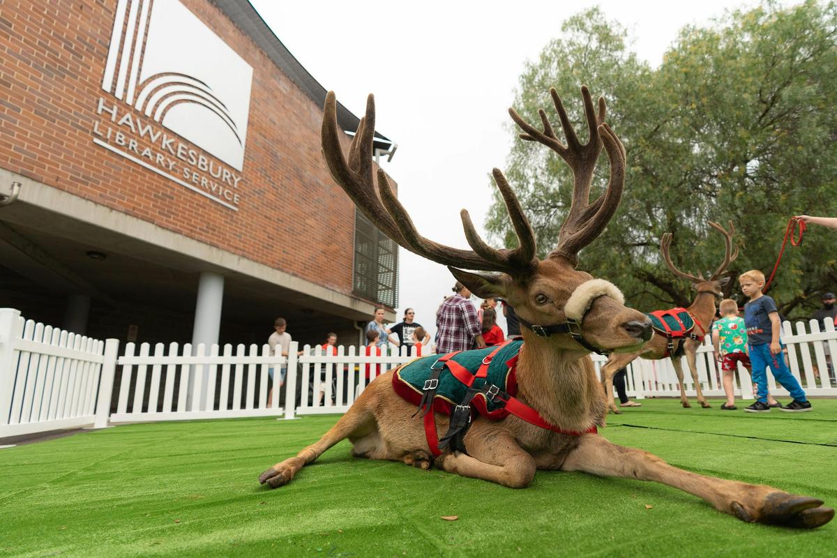 Reindeers 2024 1