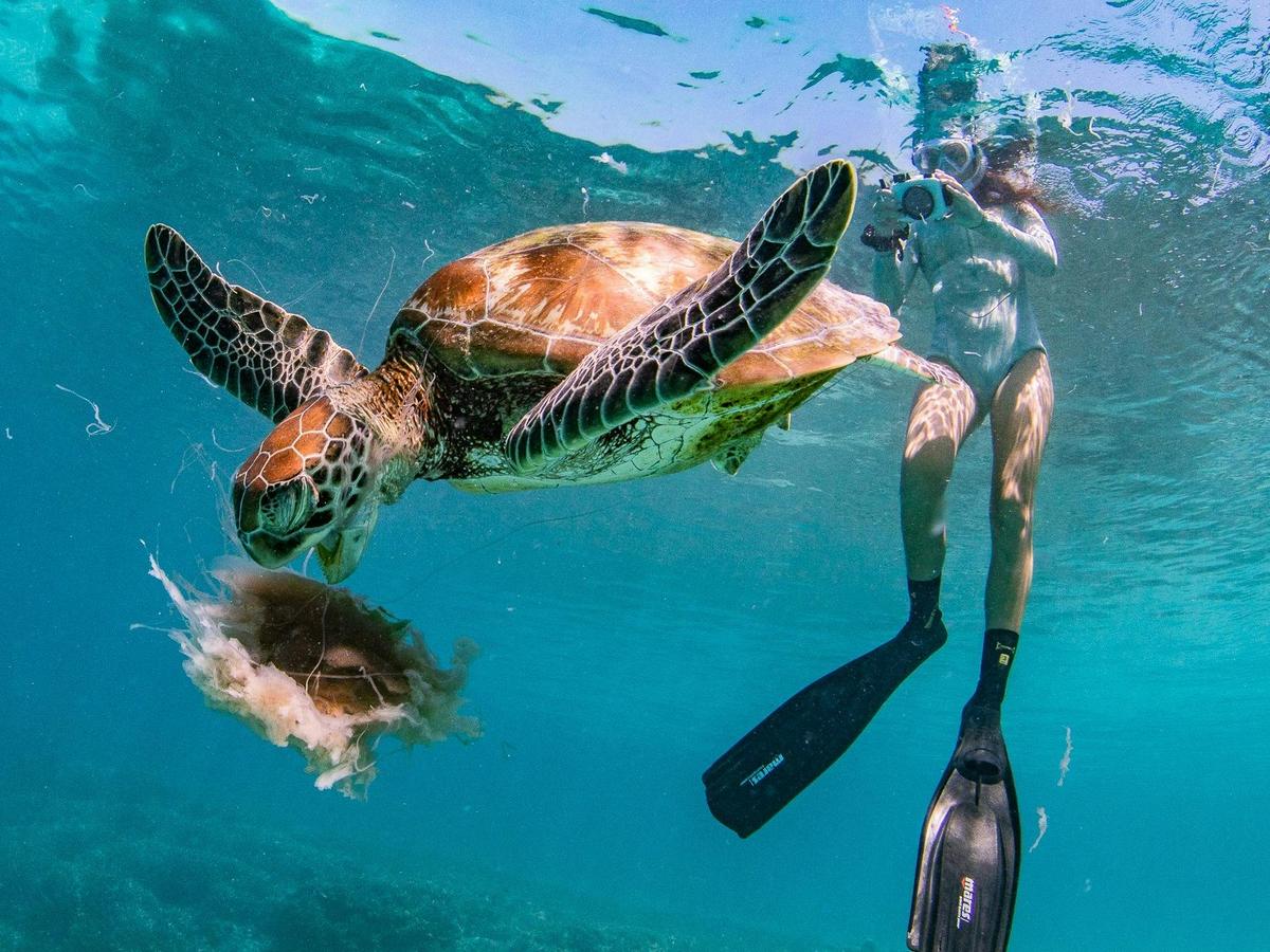 Swimming with a wild green turtle at Cook Island