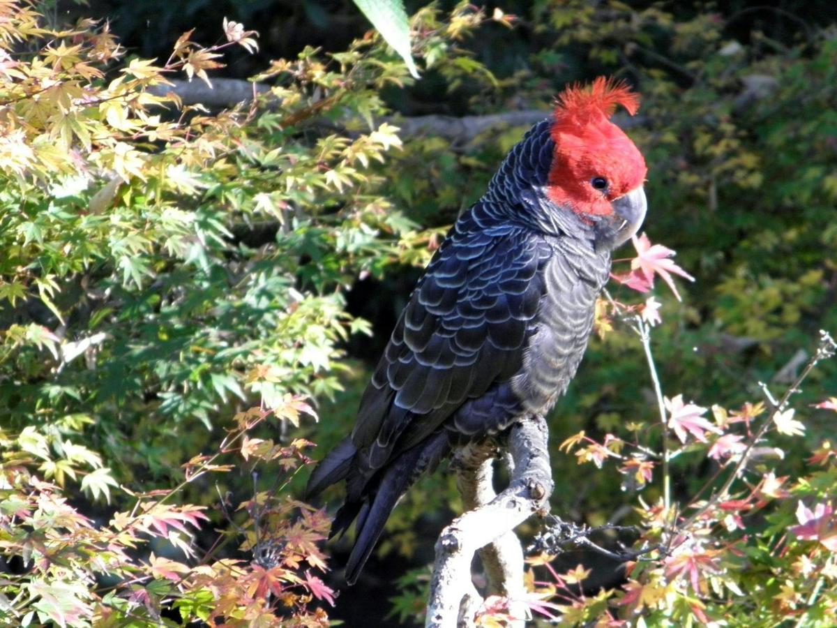 Gang-gang Cockatoo at Rose Lindsay Cottage