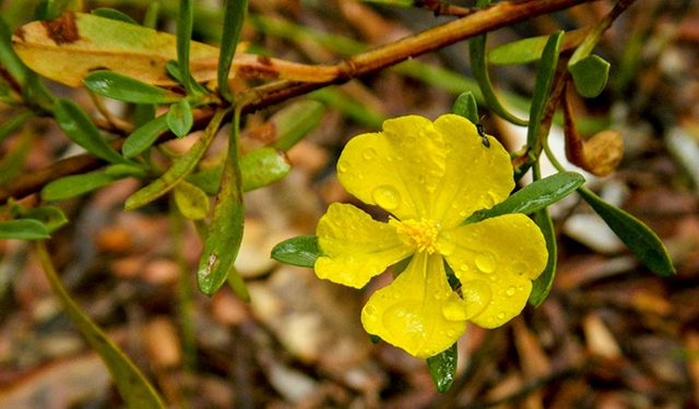 Metcalfes Walking Track