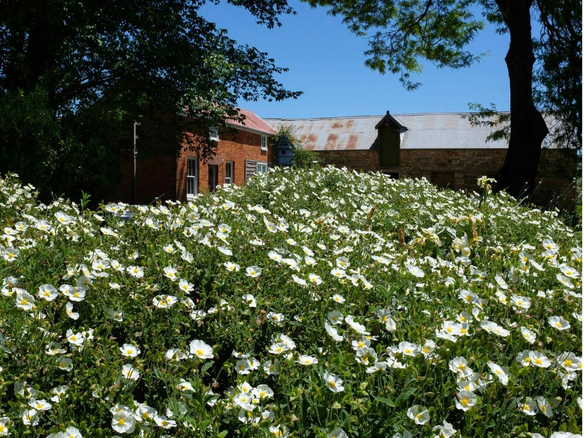 Riversdale Spring Garden History Tours and Open Day